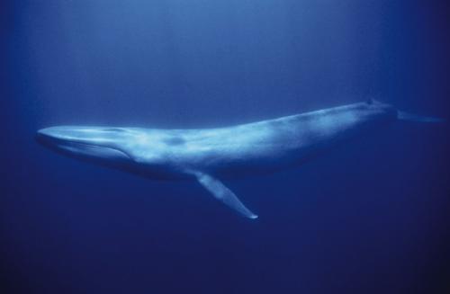 Big Blue Whale