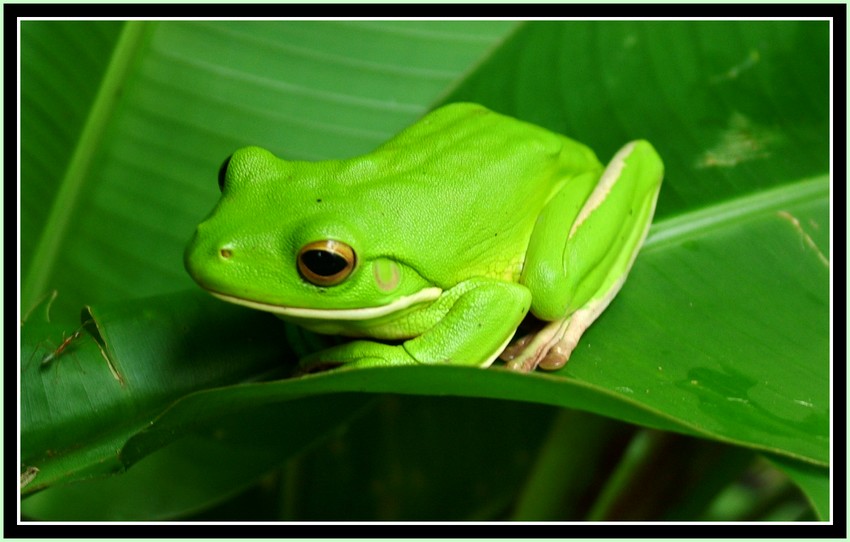 Twitter Frog